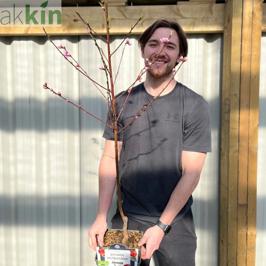 Patio Nectarine Tree - Prunus Persica nucipersica - Nectarine 1m One Click Plants