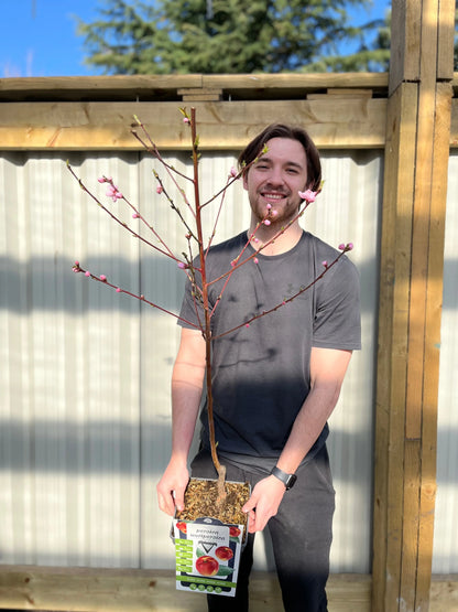 Patio Nectarine Tree - Prunus Persica nucipersica - Nectarine 1m One Click Plants