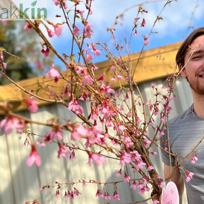 Prunus 'Okame' | Pink Flowering Cherry Tree | Blossom Tree 1M One Click Plants