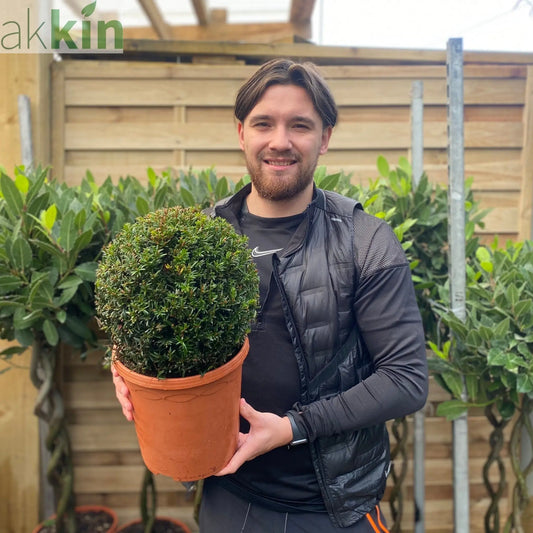 Yew Ball - Taxus Baccata Ball 6L / 7L / 10L / 22L One Click Plants