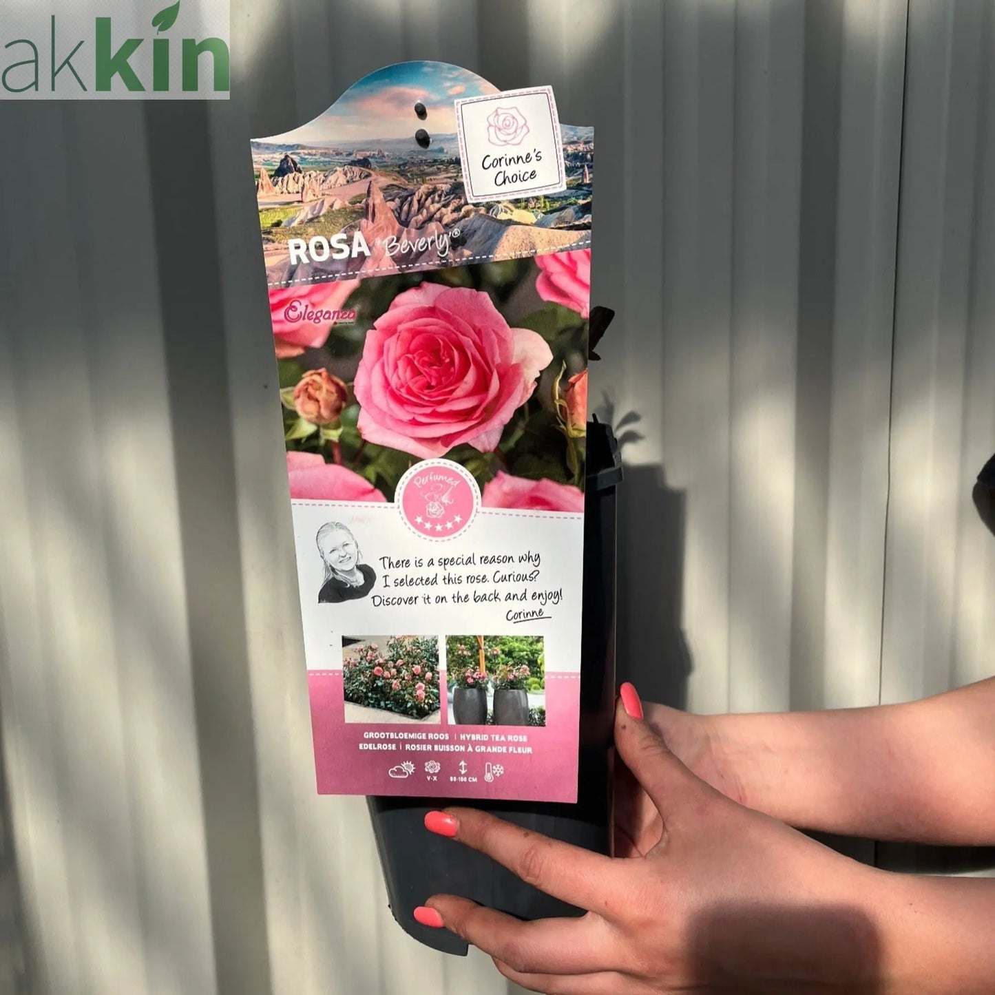 Beverley - Hybrid Tea Rose - 4L One Click Plants