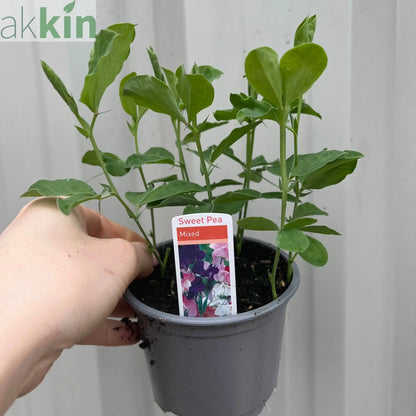 3 x 9cm Pots of Mixed Sweet Peas One Click Plants