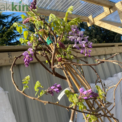 Wisteria Brachybotrys ikon yama fuji - 6.5L One Click Plants