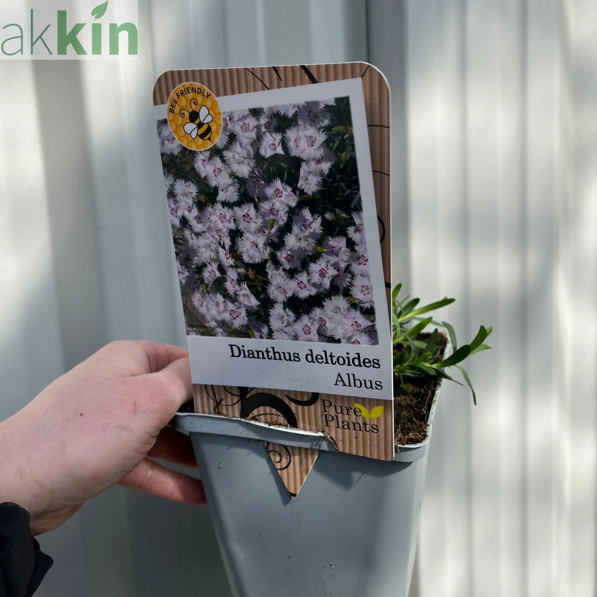 Dianthus deltoides 'Alba' 9cm One Click Plants