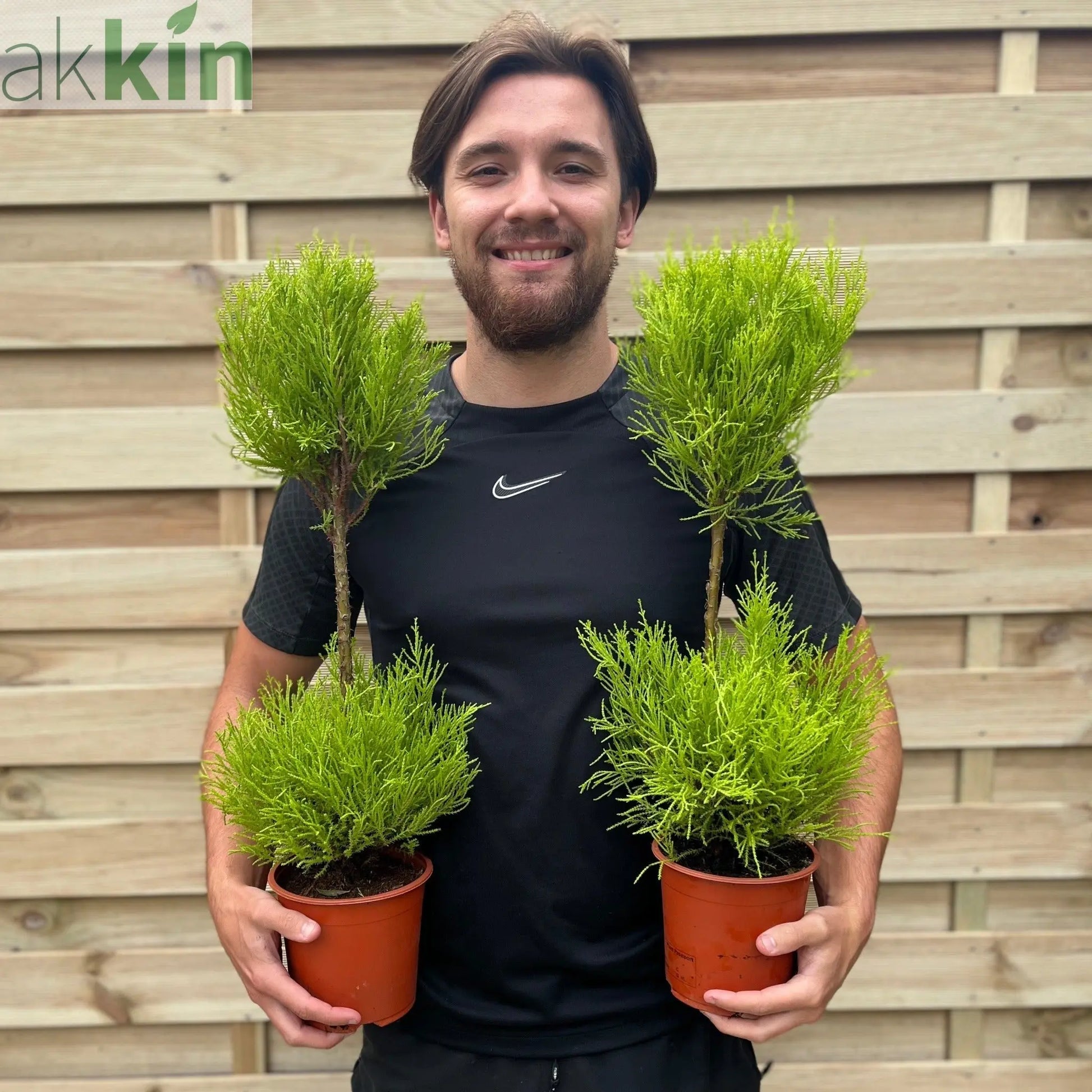 Cupressus Goldcrest Duo Ball | Topiary Conifer | 50-60cm One Click Plants