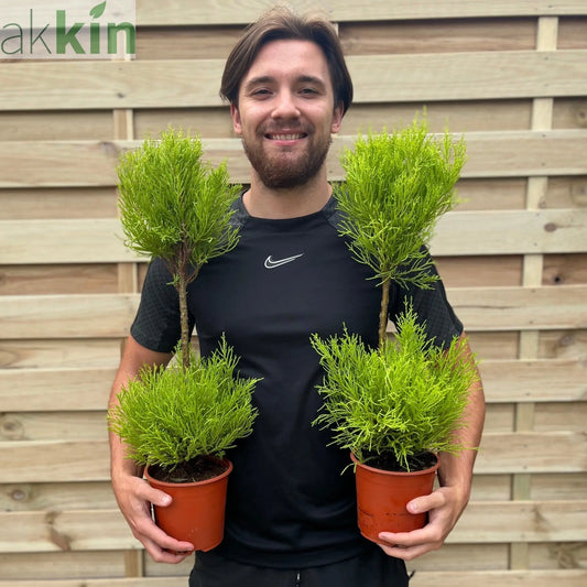 Cupressus Goldcrest Duo Ball | Topiary Conifer | 50-60cm One Click Plants