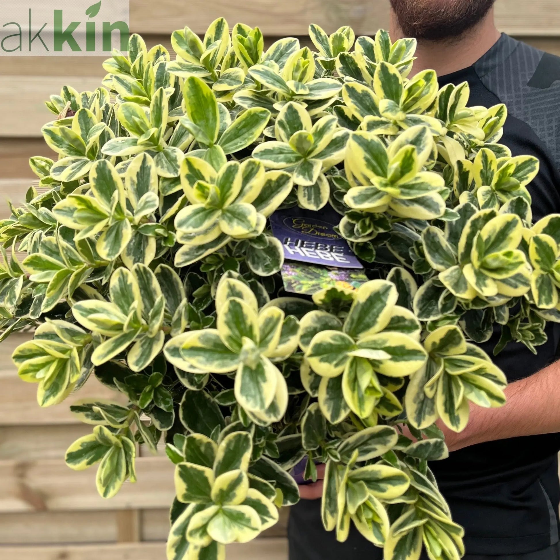 Variegated Hebe andersonii Katrina 1L/5L One Click Plants