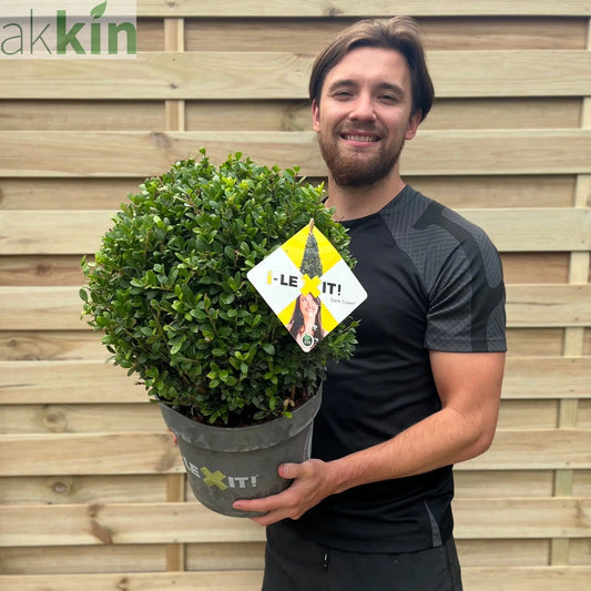 Ilex crenata Dark Green Ball 2L/3L/5L/7.5L One Click Plants