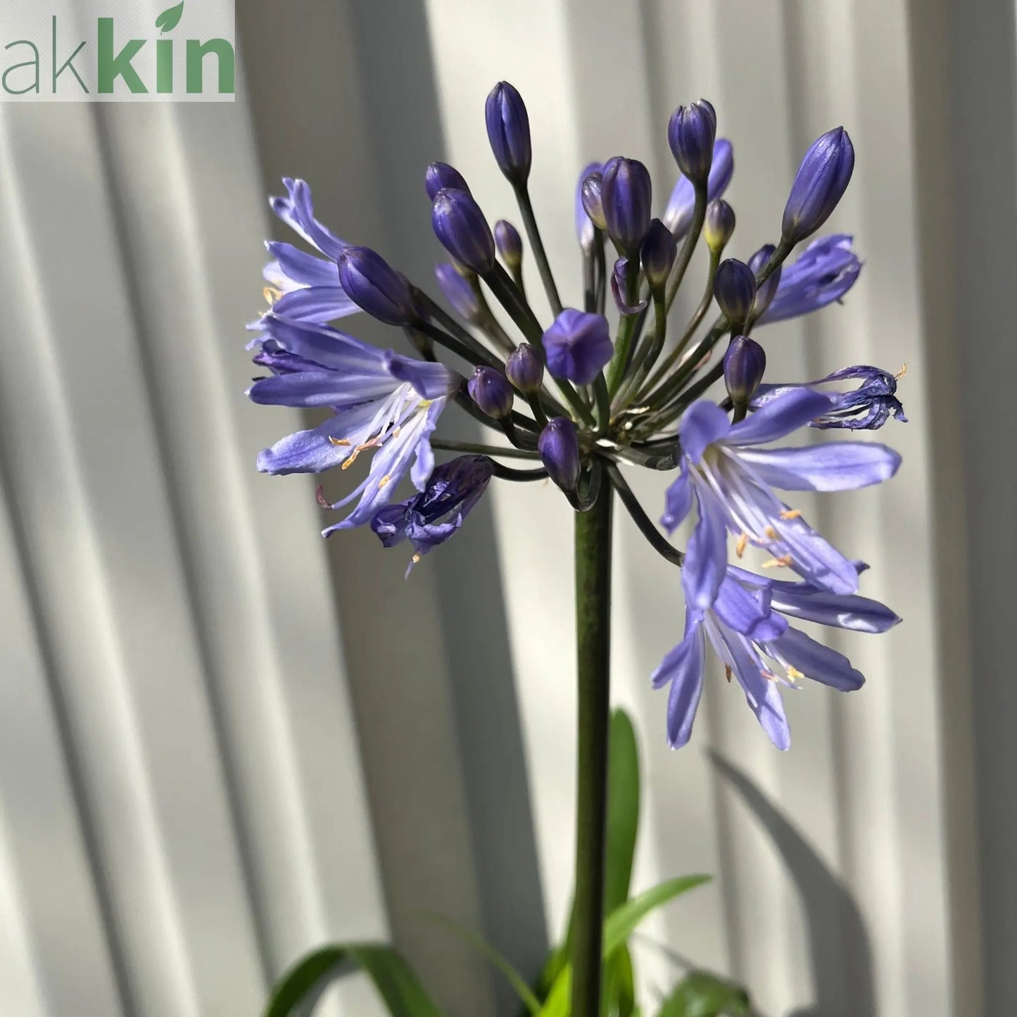 Agapanthus 'Summer Love' 2L One Click Plants