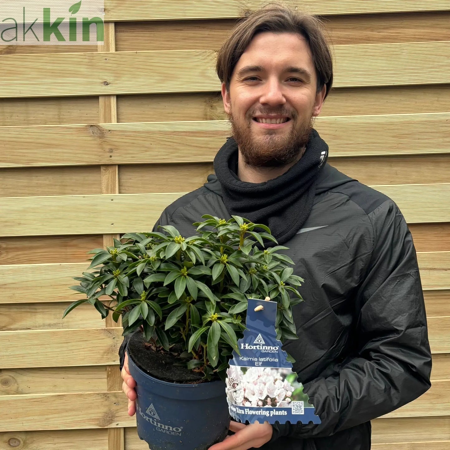 Kalmia latifolia 'Elf' 3L One Click Plants