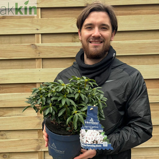 Kalmia latifolia 'Elf' 3L One Click Plants