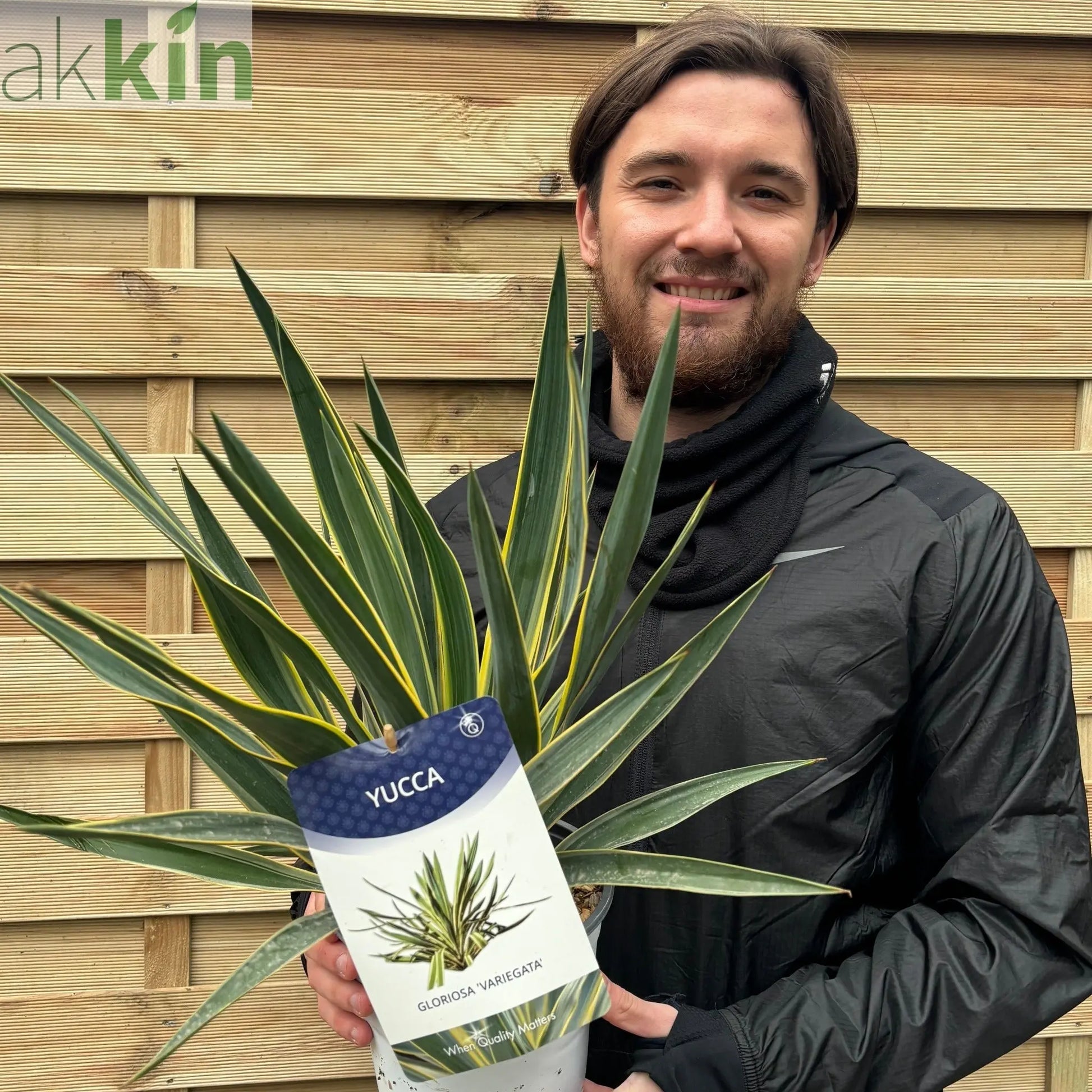 Yucca 'Gloriosa' Variegata 9cm / 3L / 7.5L One Click Plants