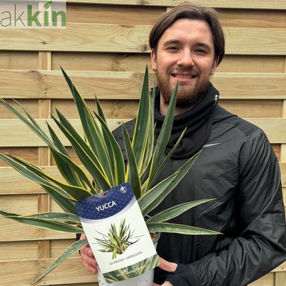 Yucca 'Gloriosa' Variegata 9cm / 3L / 7.5L One Click Plants