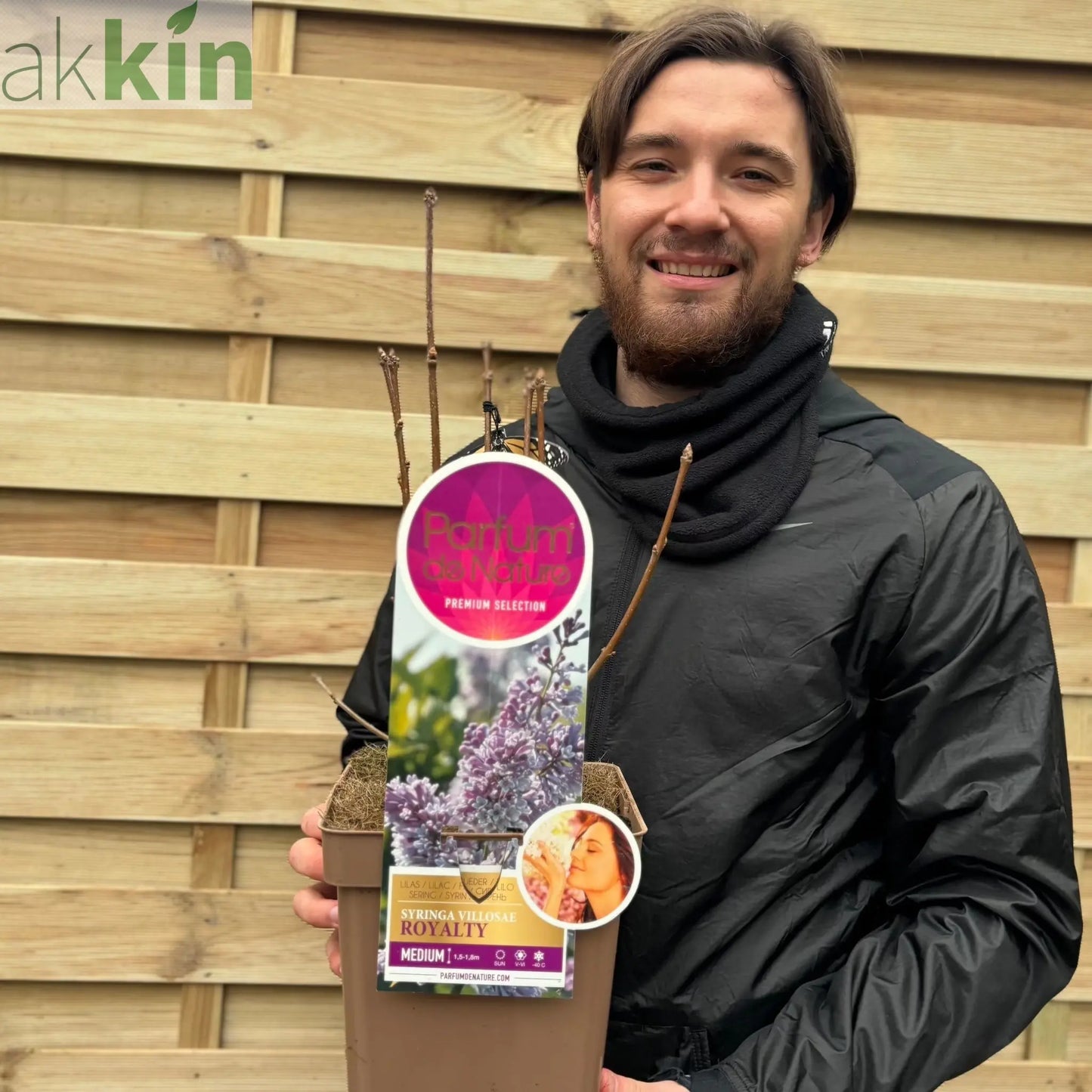 Syringa prestoniae 'Royalty' 4L One Click Plants