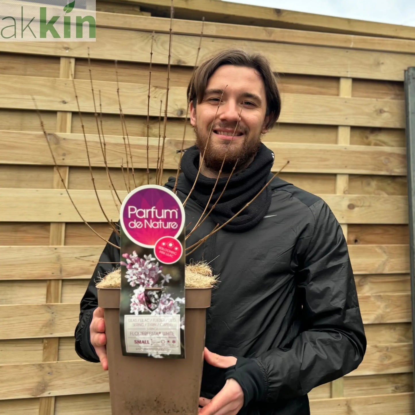 Syringa 'Flowerfesta White' Mini/Dwarf Lilac 4.5L One Click Plants