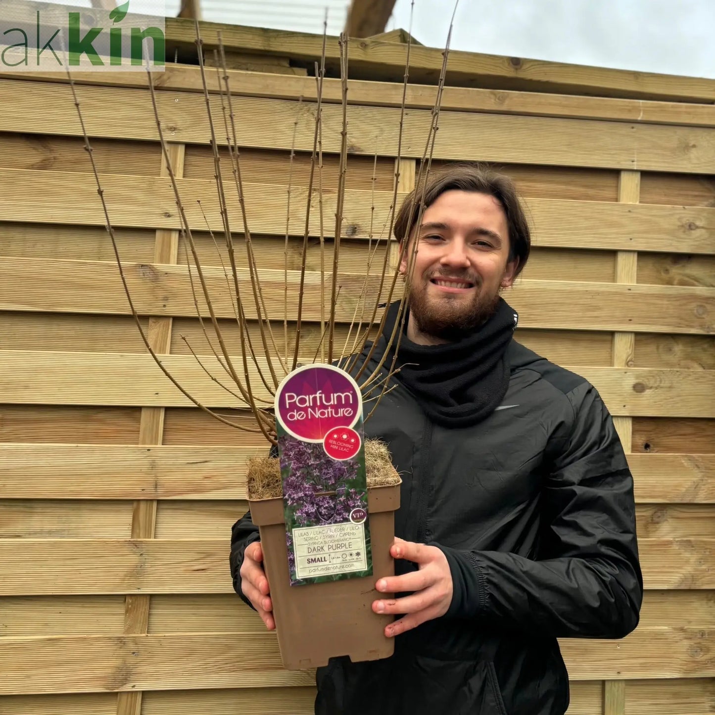 Syringa Bloomerang Purple (Reblooming Lilac) 3L/7.5L One Click Plants