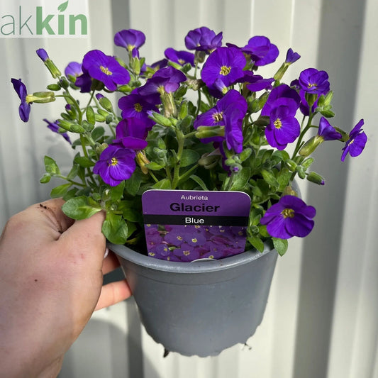 Aubretia 'Glacier Blue' 1L One Click Plants