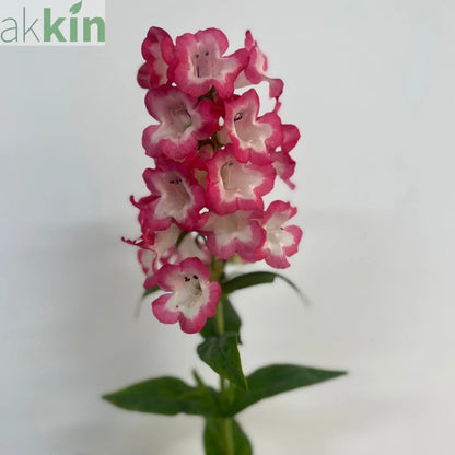 Penstemon 'Hewells Pink' 9cm/1.5L One Click Plants