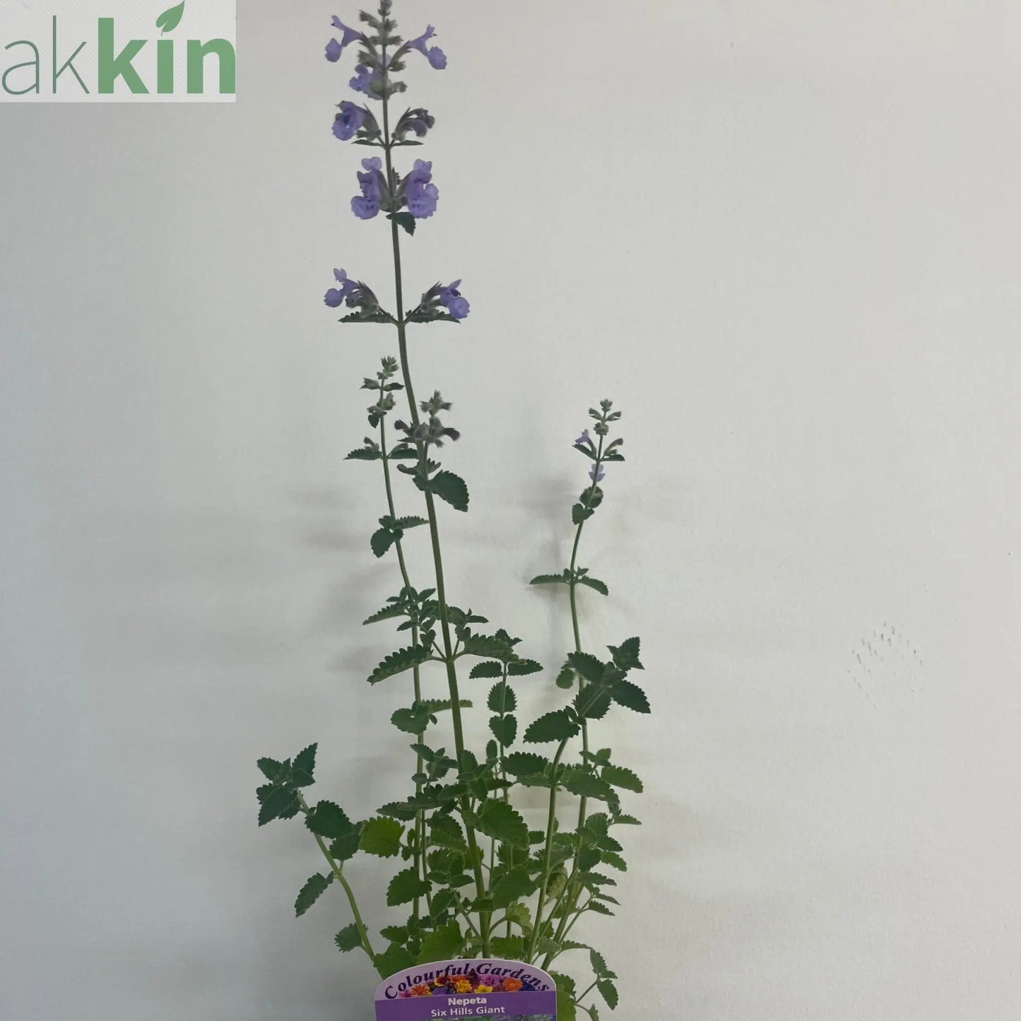Nepeta Six Hills Giant 9cm/11cm/2L One Click Plants