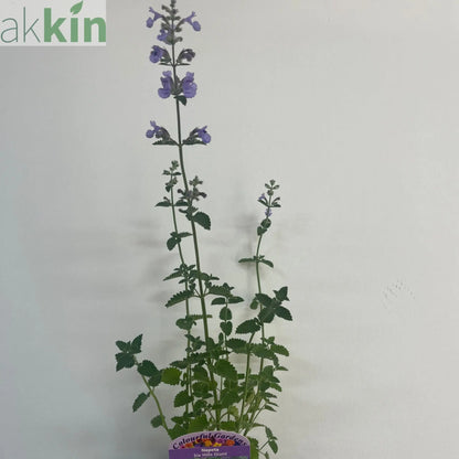 Nepeta Six Hills Giant 9cm/11cm/2L One Click Plants