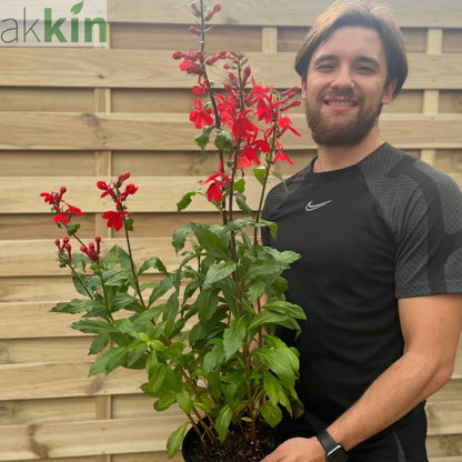 Lobelia Starship Deep Scarlet 9cm/3L One Click Plants