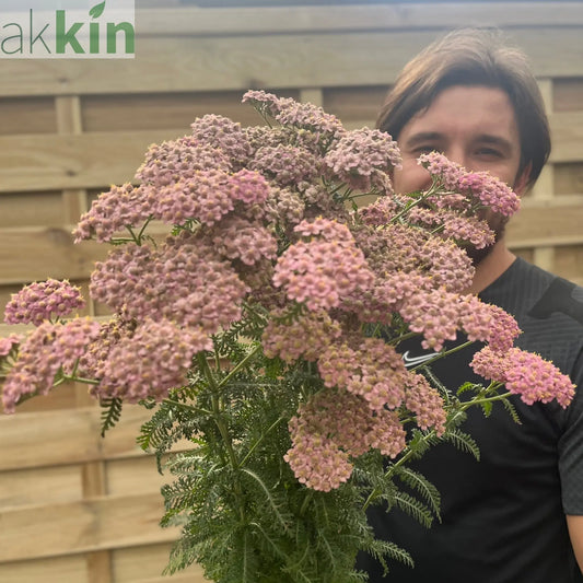 Achillea millefolium Peggy Sue 3L One Click Plants