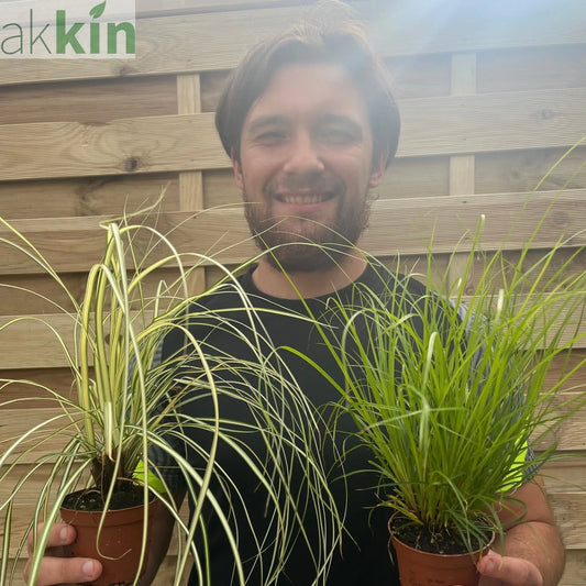 2 x Carex Grasses 8cm One Click Plants