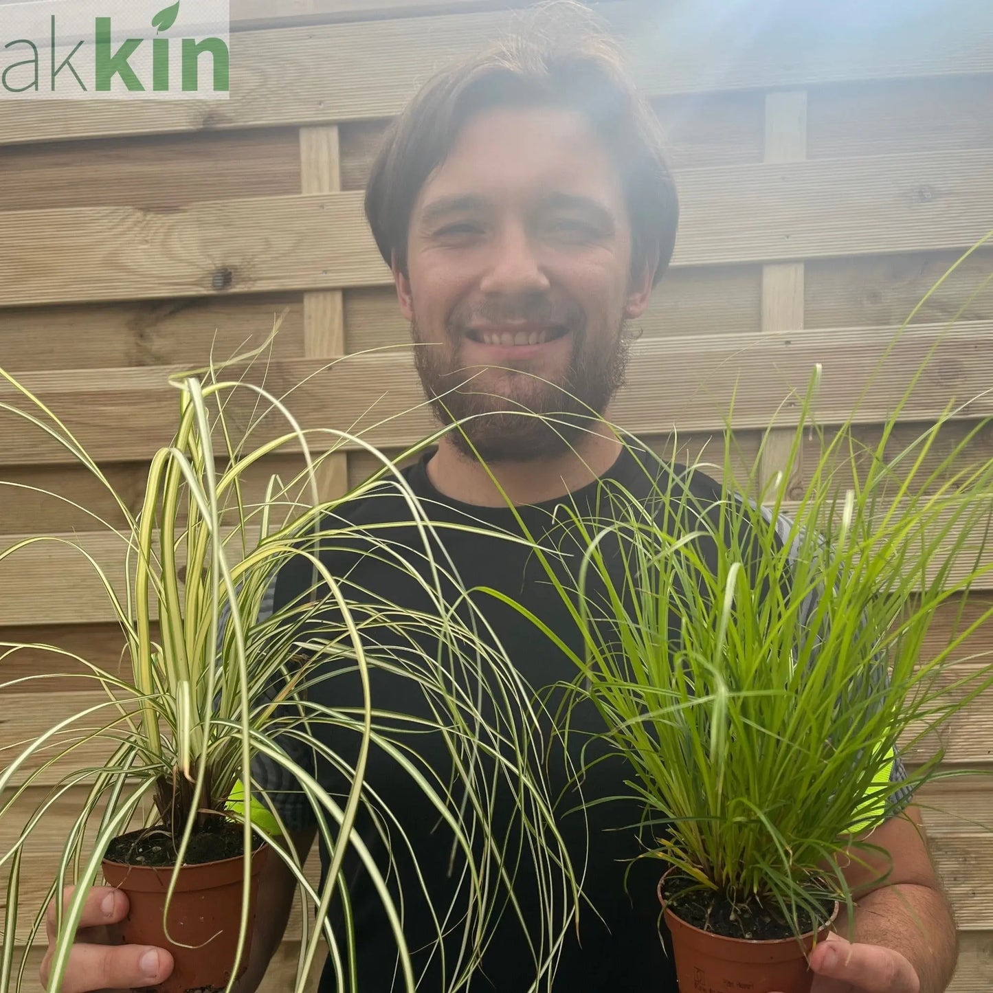 2 x Carex Grasses 8cm One Click Plants