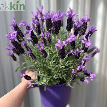 Lavender stoechas 5L (23cm growers pot) One Click Plants