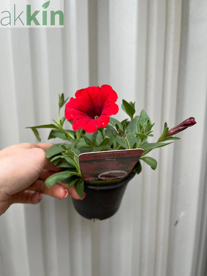Petunia 'Trailing Surfinia Red' 9cm One Click Plants