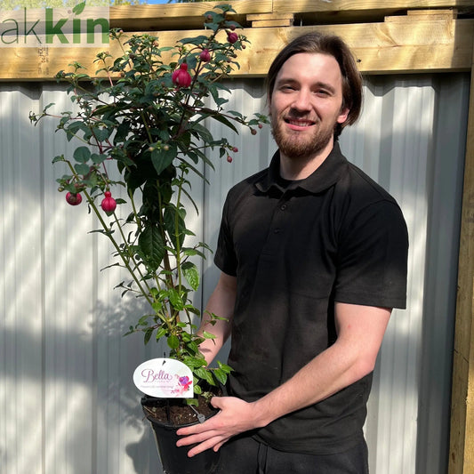 Fuchsia on Stem (Standard Fuchsia) 'Bella' 70-80cm One Click Plants