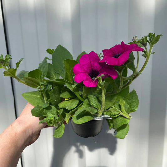 Petunia 'Trailing Surfinia Purple' One Click Plants