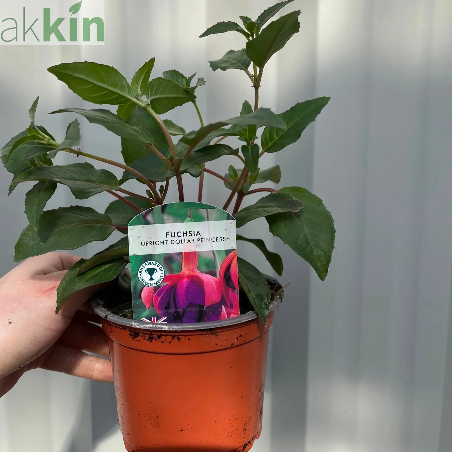 Fuchsia Dollar Princess - Upright (9cm Pot) One Click Plants