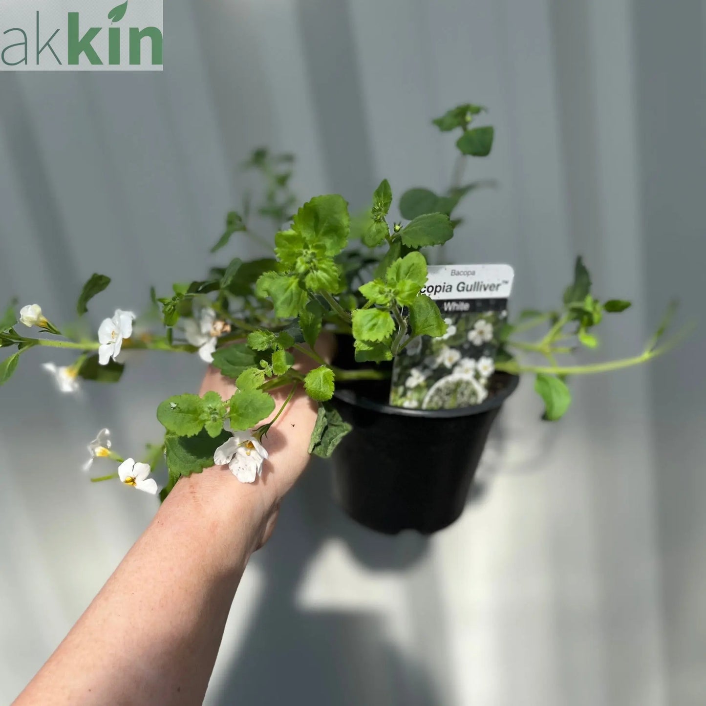 Bacopa White (9cm Growers Pot) One Click Plants