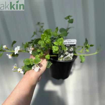 Bacopa White (9cm Growers Pot) One Click Plants