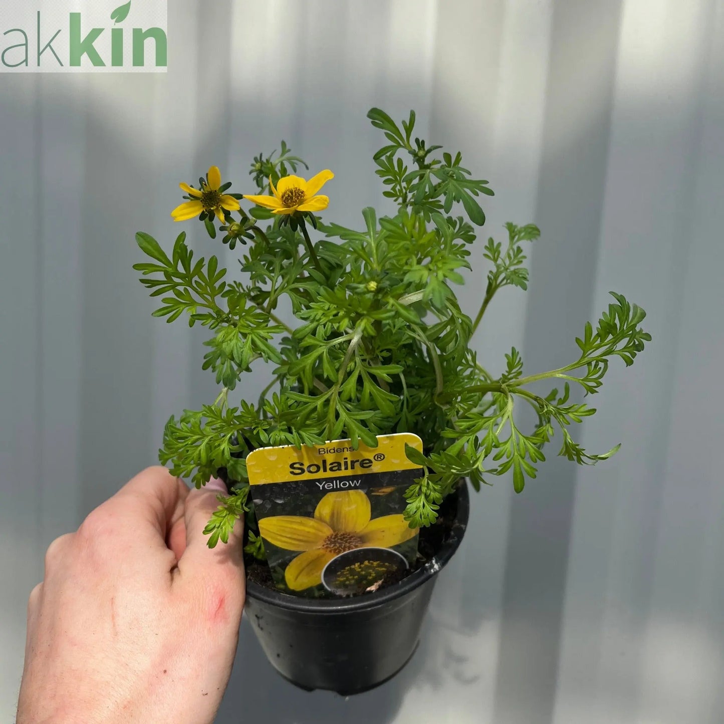 Bidens ferulifolia 'solaire' (9cm) One Click Plants