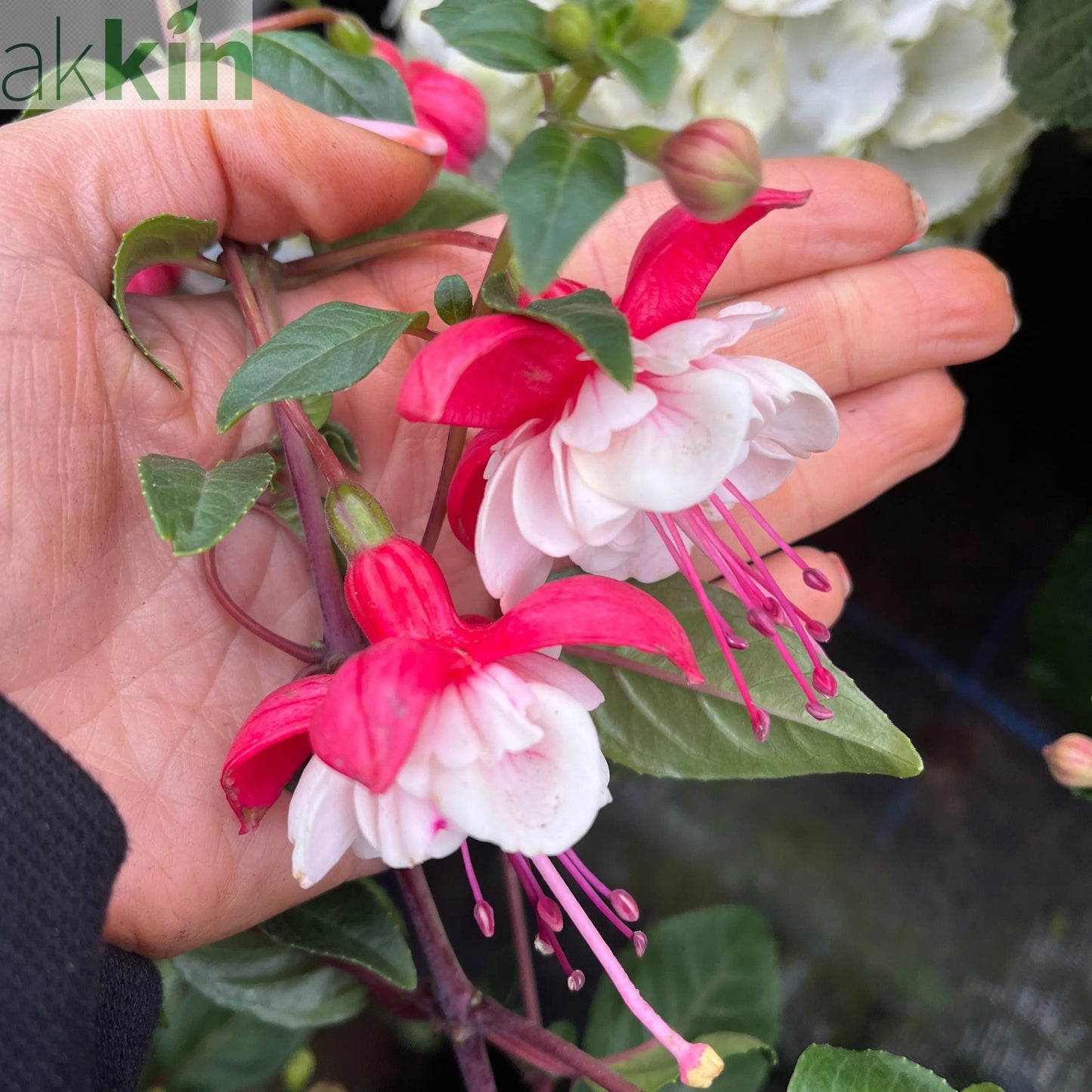 Fuchsia on Stem (Standard Fuchsia) 'Bella' 70-80cm One Click Plants