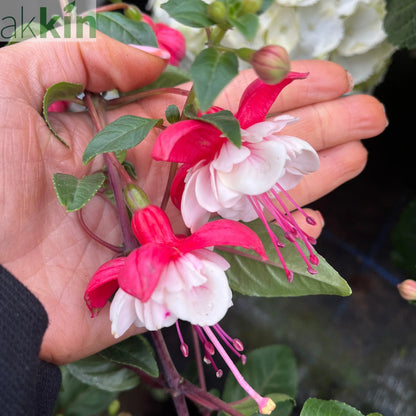 Fuchsia on Stem (Standard Fuchsia) 'Bella' 70-80cm One Click Plants