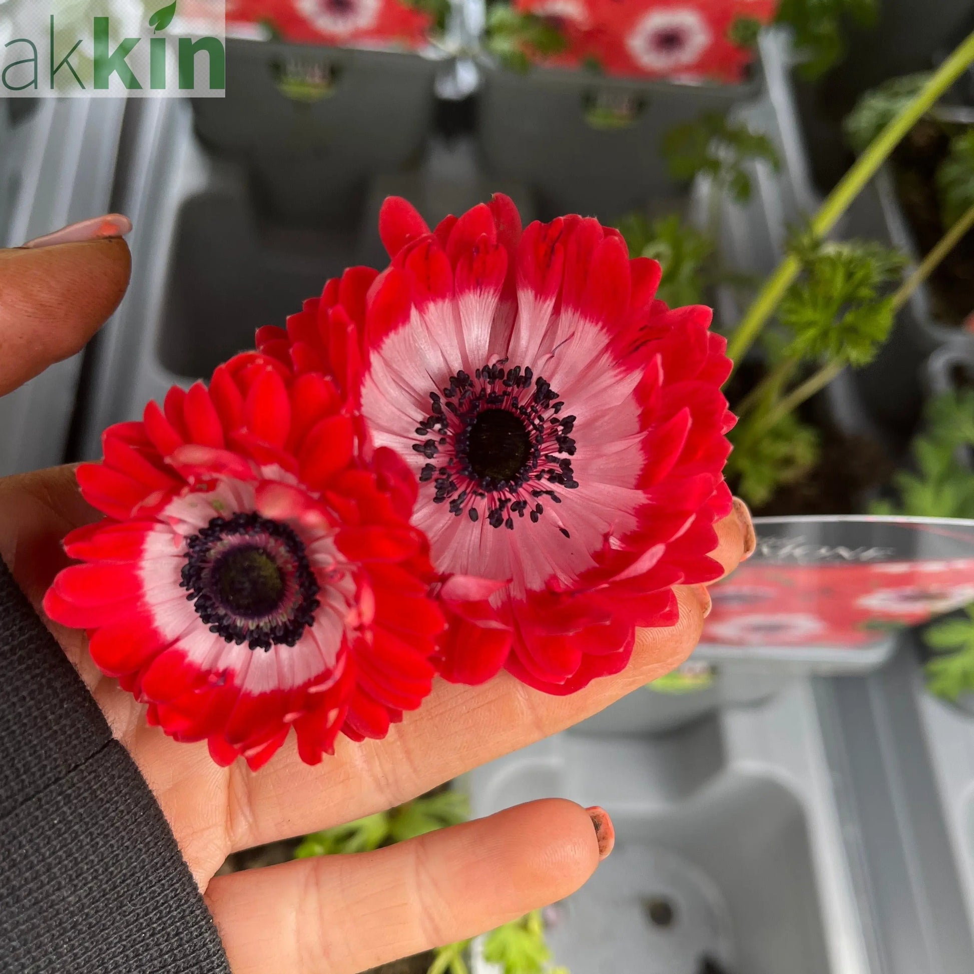 Anemone coronaria Harmony Double Scarlet 1L One Click Plants