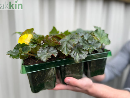 Begonia 'Non-Stop' | Tray of 6 Mixed Plants One Click Plants