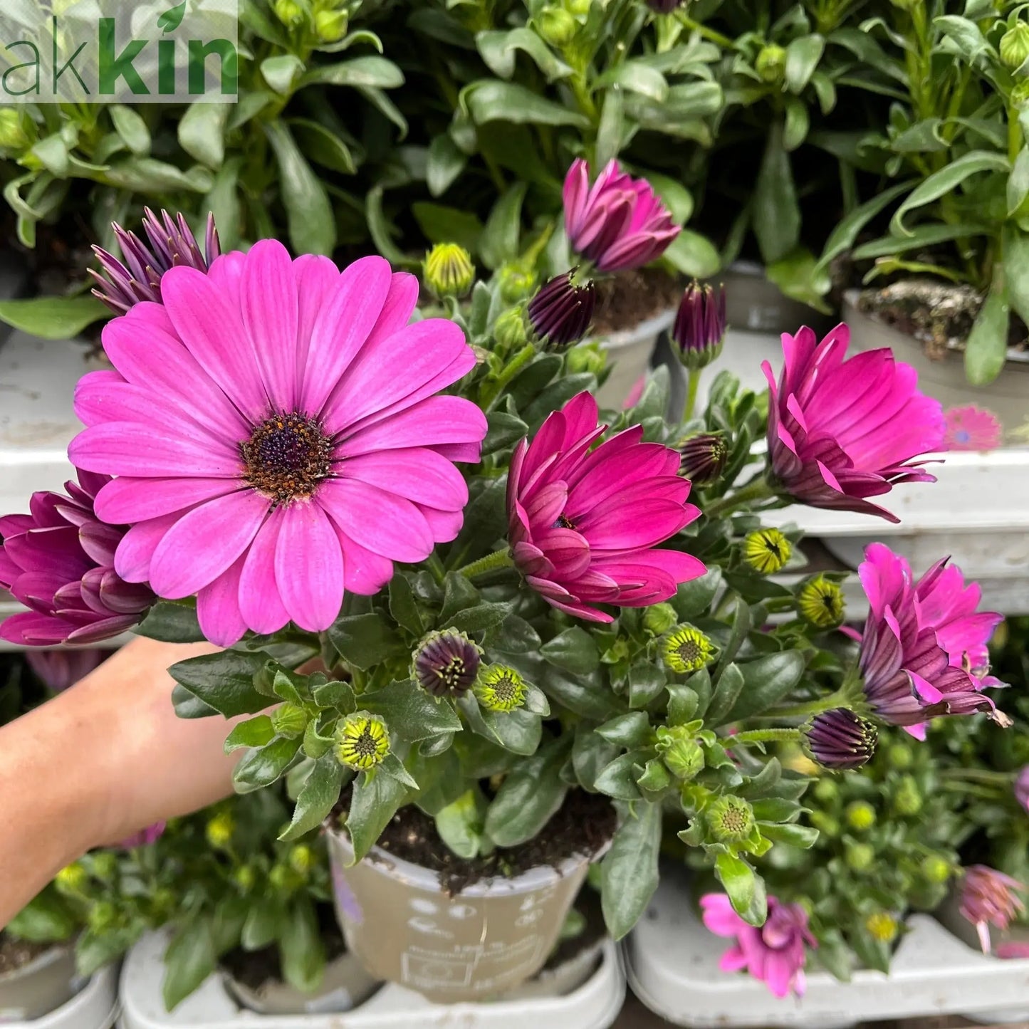 Osteospermum (African/Cape Daisy) 12cm Pot One Click Plants