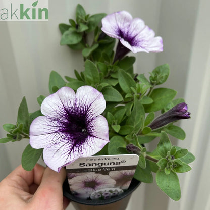 Blue Vein Trailing Petunia 'Surfinia' (9cm Pot) One Click Plants