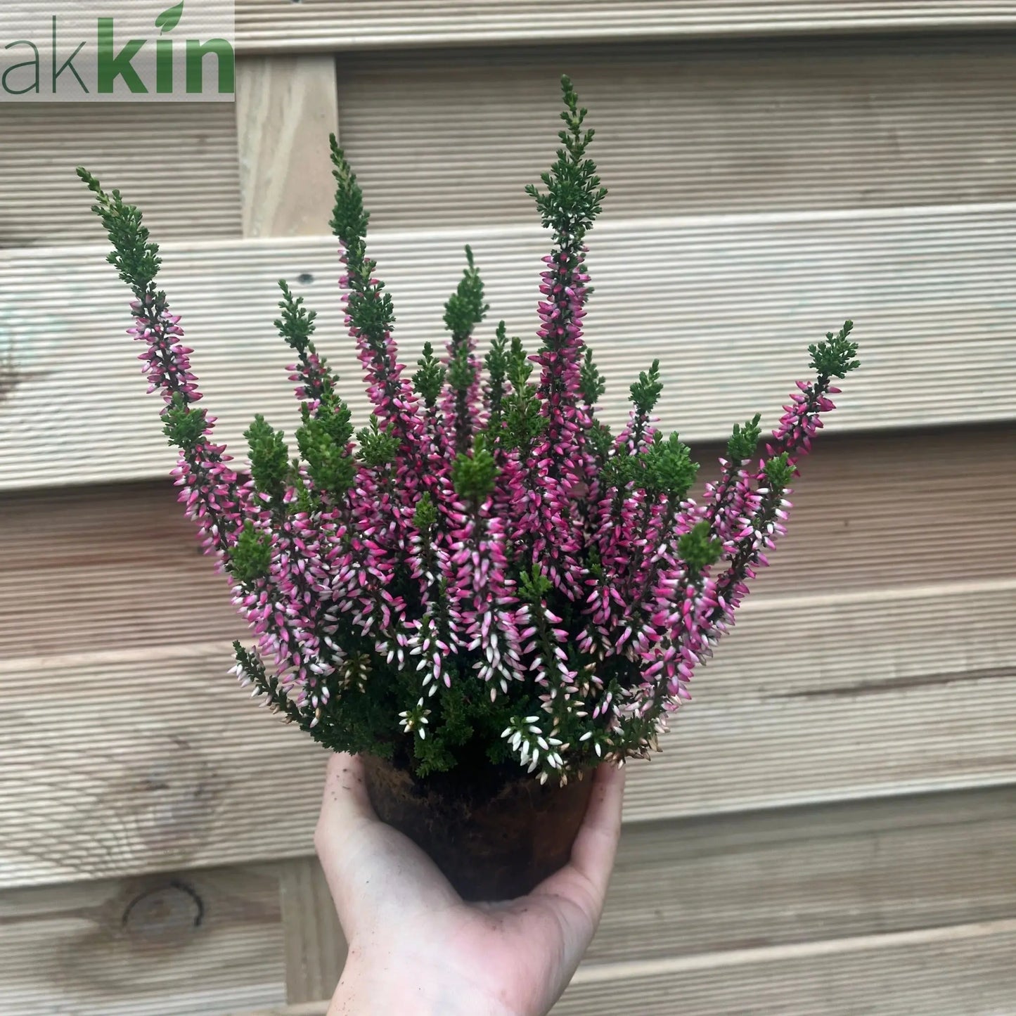 6 x Heather | Calluna vulgaris (Mixed Colours) One Click Plants