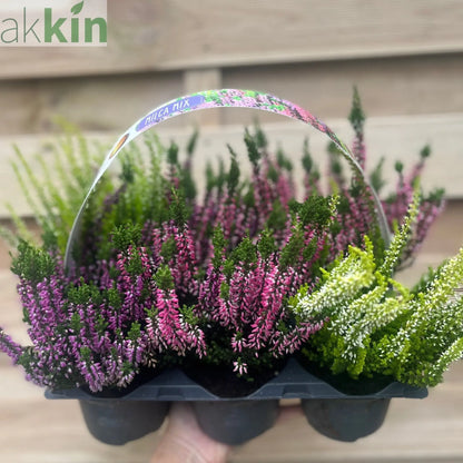 6 x Heather | Calluna vulgaris (Mixed Colours) One Click Plants