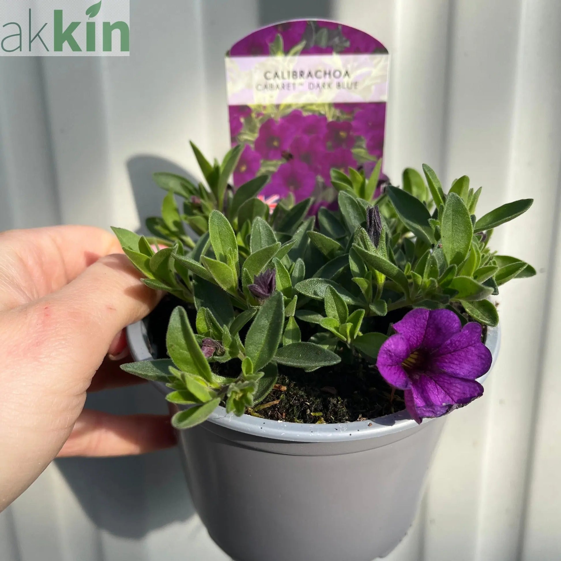 Calibrachoa Purple (Million bells) 9cm Pot One Click Plants