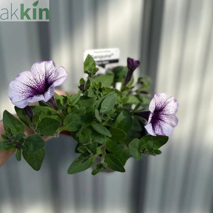 Blue Vein Trailing Petunia 'Surfinia' (9cm Pot) One Click Plants