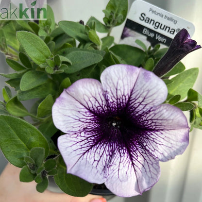 Blue Vein Trailing Petunia 'Surfinia' (9cm Pot) One Click Plants