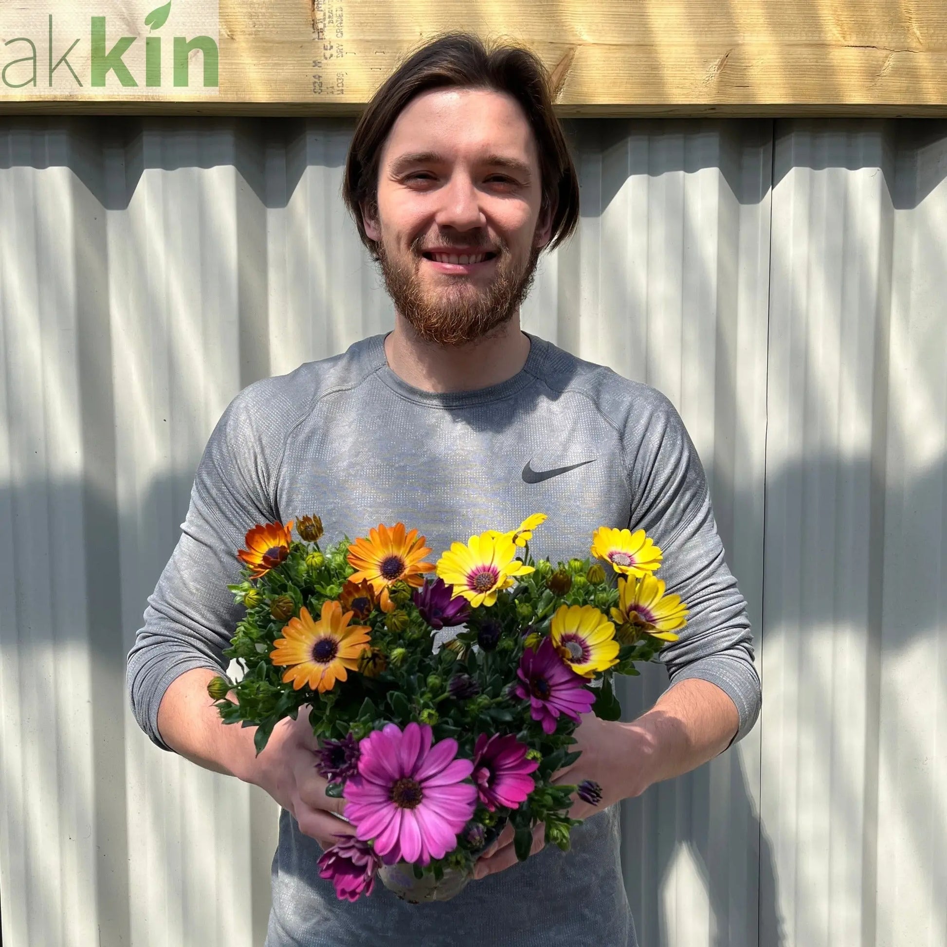 Mix of 3 Osteospermum (African/Cape Daisy) 10cm Pot One Click Plants