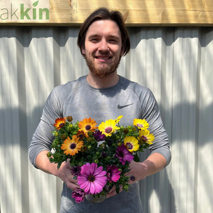 Mix of 3 Osteospermum (African/Cape Daisy) 10cm Pot One Click Plants