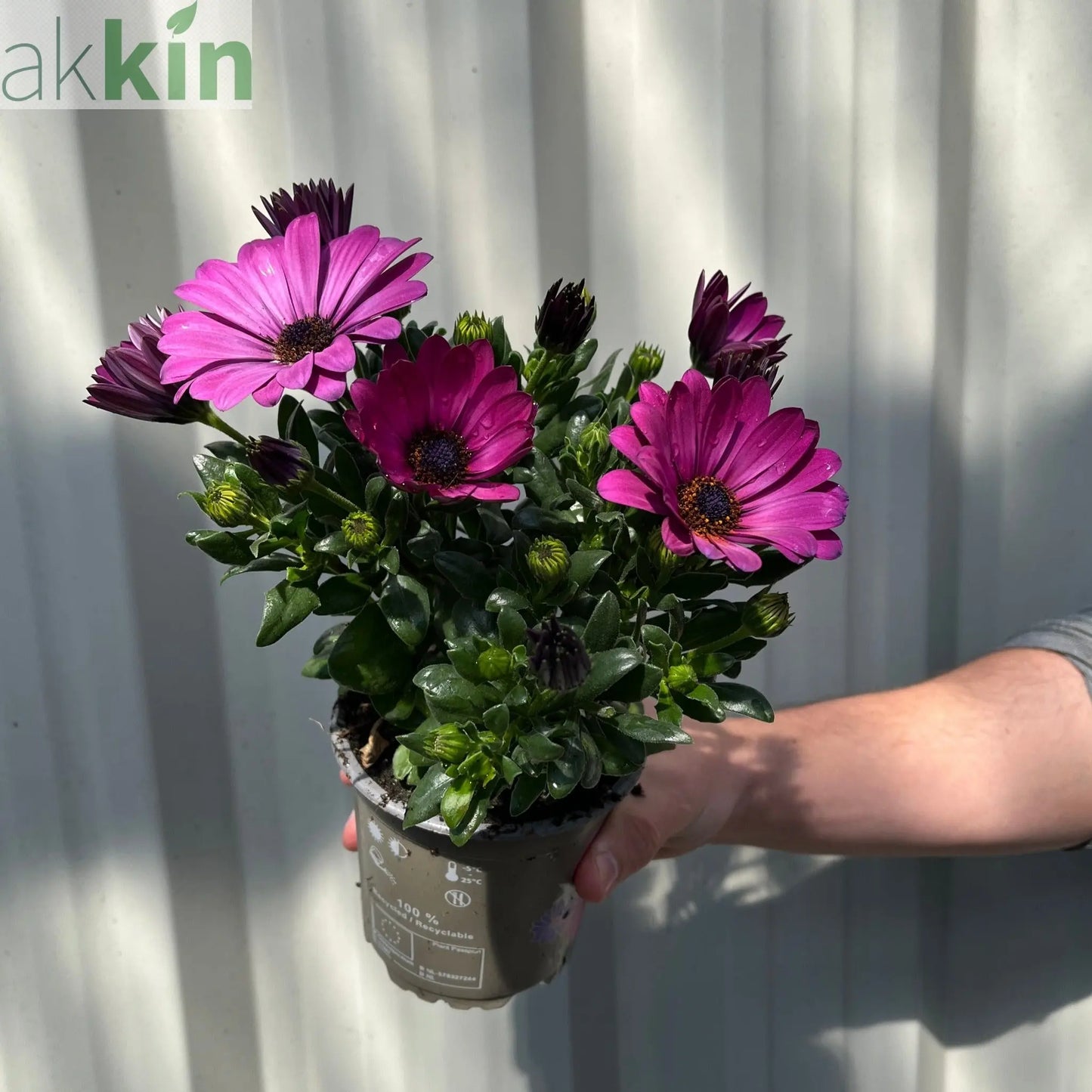 Mix of 3 Osteospermum (African/Cape Daisy) 10cm Pot One Click Plants